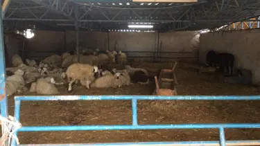 Konya'da 2,5 milyon liralık kurbanlık vurgunu