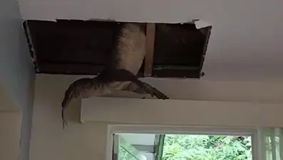 Otel odasında komodo ejderi alarmı