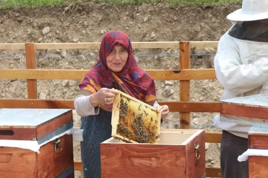 Anzer balında üretim sezonu açıldı 10