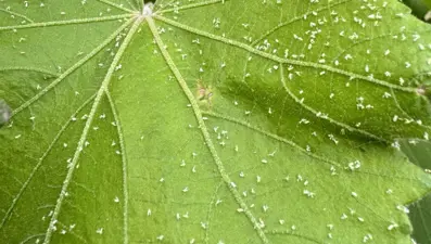 Kaşıntıdan duramıyorlar: Sıcak ve nem etkisiyle beyaz sineklerde artış