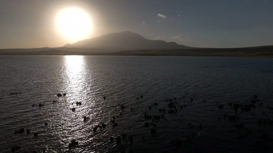 Van Gölü'nde endişelendiren görüntü 2 Van Gölü'nde endişelendiren görüntü 2