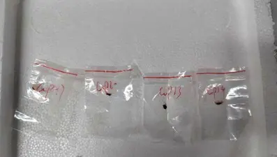 Zehirli mantar operasyonu: Hastalık yayacaklardı, yakalandılar