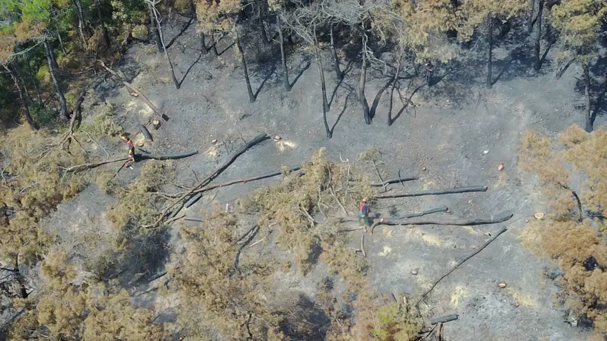 Heybeliada&#x27;da 1700 ağaç yandı: Yeşillendirme çalışması başladı 1