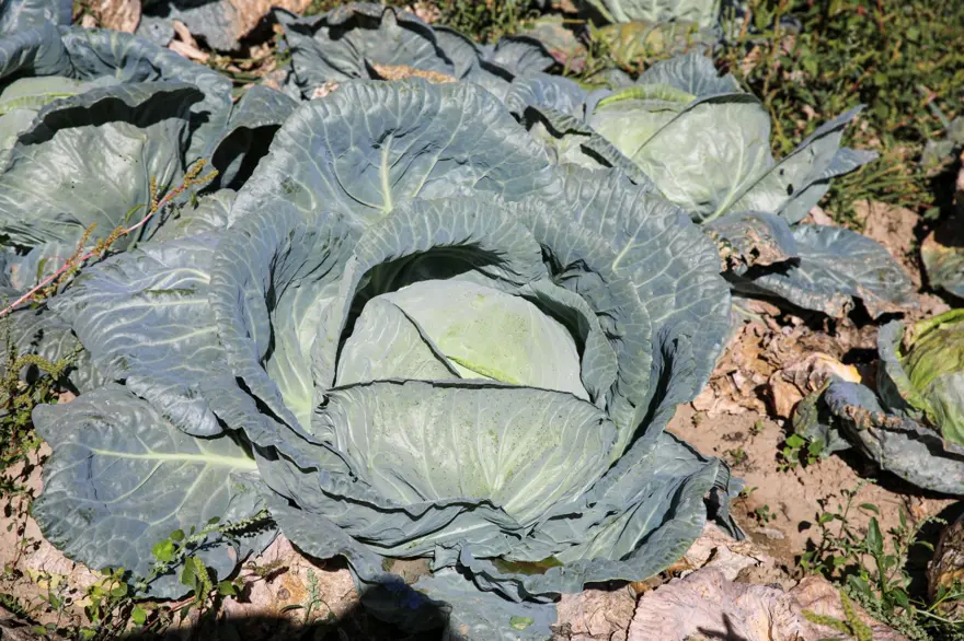 500 ÇİFTÇİNİN EMEĞİ TESCİLLENDİ 1