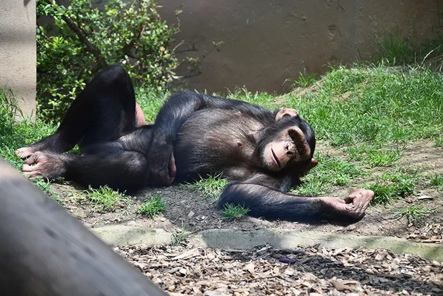 Darıca Hayvanat Bahçesi kapatıldı 2