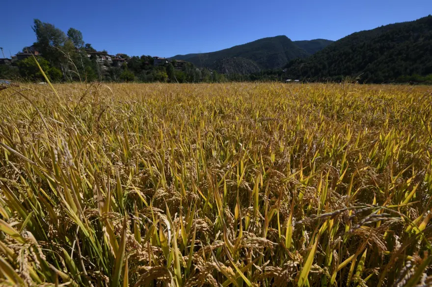Rekolte yüzde 40 oranında düştü: İlçede hasadı sürüyor Rekolte yüzde 40 oranında düştü: İlçede hasadı sürüyor