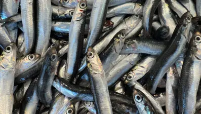 Kar yağışının ardından tezgahlarda son durum: Balık fiyatları ne kadar oldu?