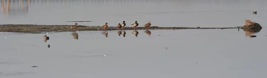 Hersek Lagünü'nde kuş türü sayısı 238'e yükseldi 8 Hersek Lagünü'nde kuş türü sayısı 238'e yükseldi 8