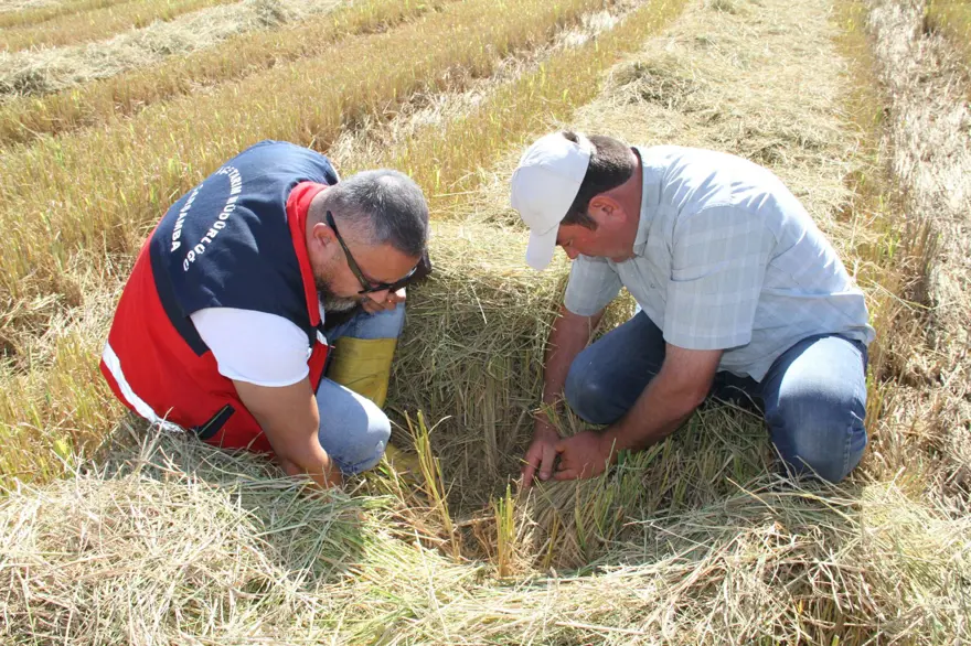 Saat 10.00 gibi hasat başlıyor: Üreticiler bu yıl rekolteden memnun 