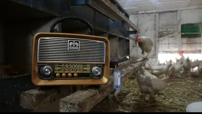 Sabahları rast, öğle ve ikindide buselik, akşam hüseyni makamı: Tasavvuf müziği dinleyen tavuklarda değişim