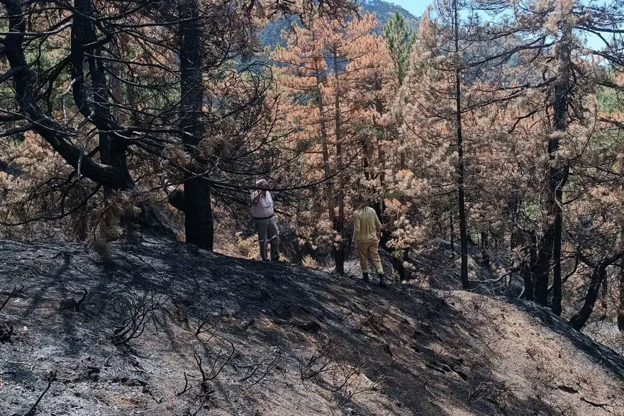 Bolu Göynük'teki orman yangınının yaraları sarılıyor 