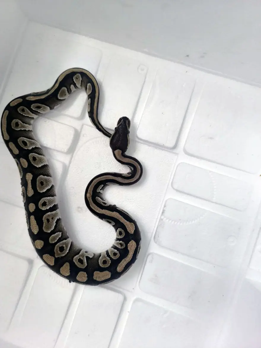 PARA CEZASI KESİLDİ 2