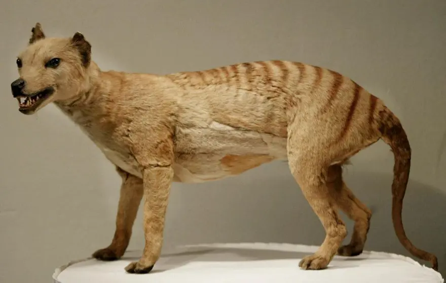 3. TAZMANYA KAPLANI (THYLACINE) 6