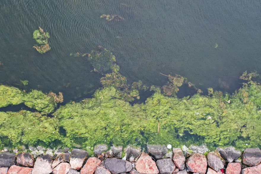 Balık ölümlerinden sonra şimdi de yosun kirliliği Balık ölümlerinden sonra şimdi de yosun kirliliği