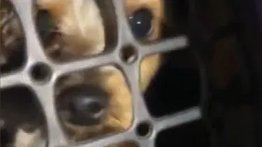 Esenyurt'ta şiddet gören köpek kurtarıldı, sahibi gözaltında