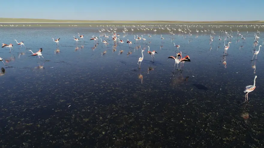 "Flamingo cenneti" kurudu! 180 kuş türünün yaşam alanı kalmadı 5
