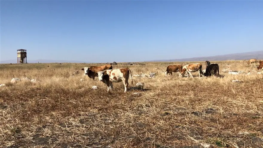 Kuyucuk Gölü Kuş Cenneti tamamen kurudu 9