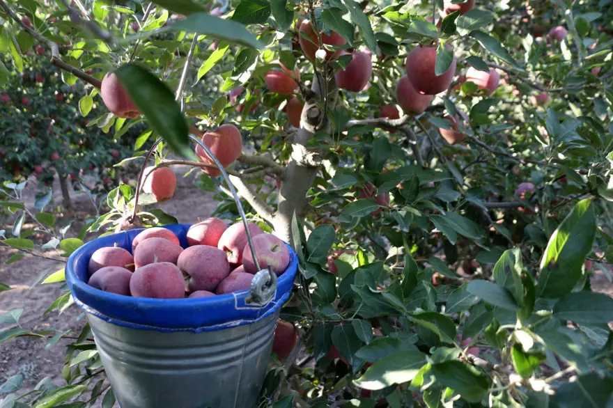Üretici bu yıl zor sezon geçirdi: Rekolte beklentisi yüzde 40 azaldı 4