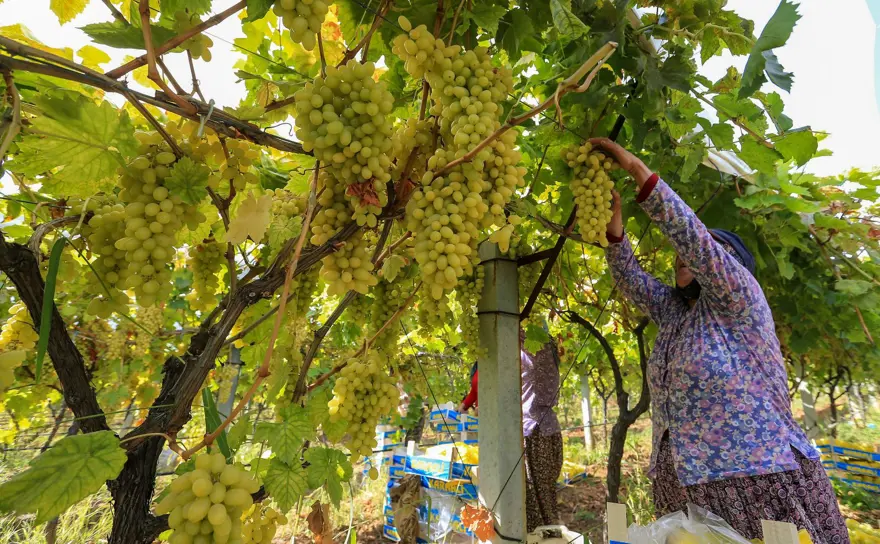 Geçen yıl "mildiyö" hastalığına bağlı kayıp yaşanmıştı: Bu yıl kalitesiyle yüz güldürdü 