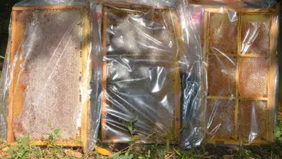 Bin 200 TL'den satılıyor: Bu yıl verim yüksek