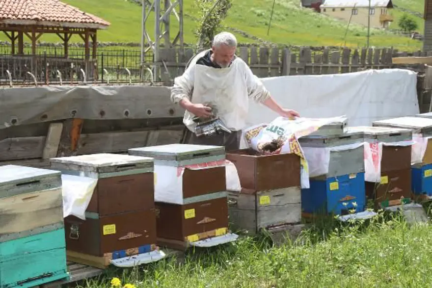 Anzer balında üretim sezonu açıldı 