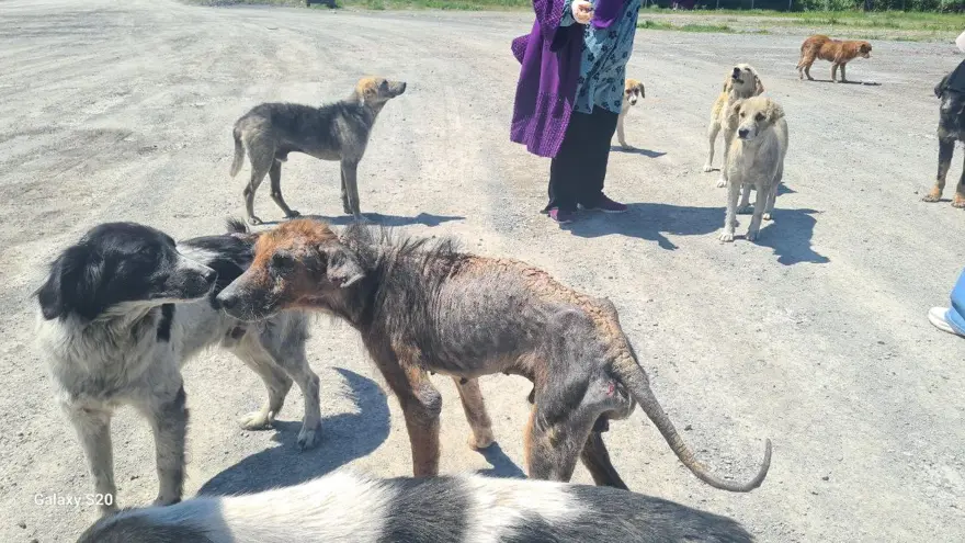 Alaplı'da uyuz paniği 2 Alaplı'da uyuz paniği 2