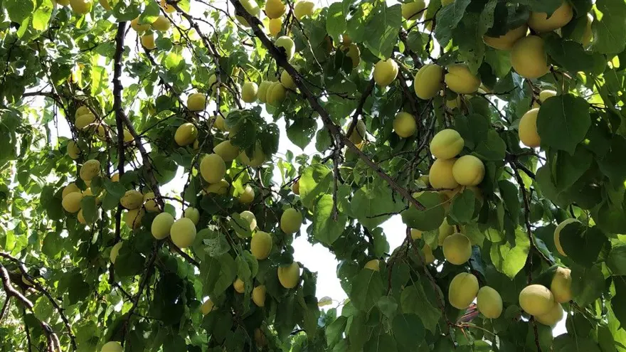 Kağızman kayısısı, coğrafi işaret yolcusu 10