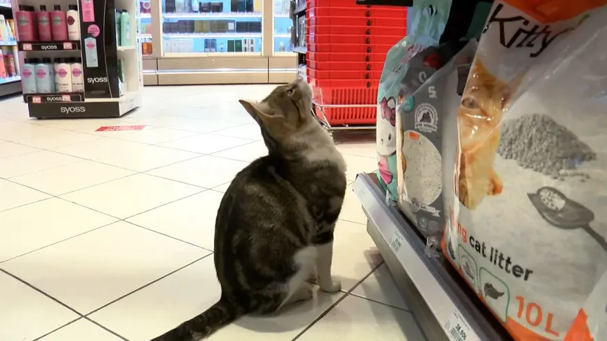 Zorla mama aldıran 'dilenci kedi' 8