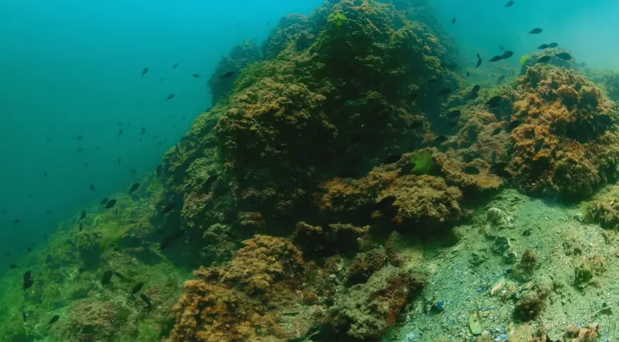 Balıklara “kırmızı liste” koruması geliyor | Tüm balıktürleri tek tek incelenecek 2