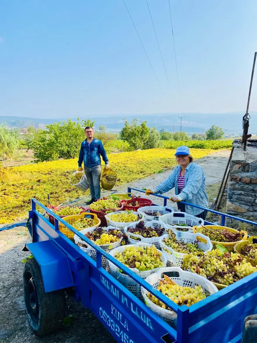 Yüksek sıcaklık üzümde kaliteyi arttırdı, verimi düşürdü 1 Yüksek sıcaklık üzümde kaliteyi arttırdı, verimi düşürdü 1
