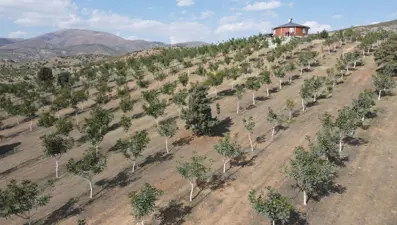 Çorak arazilere binlerce fidan ekti, 35 ton mahsul bekliyor