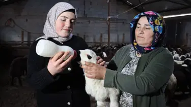 Erzincanlı anne ile kızı, koyun sayılarını 100'den 900'e çıkarttı