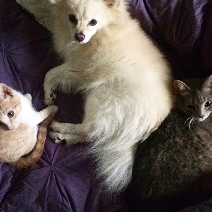 Hayatını kedileri kurtarmaya adadı 82