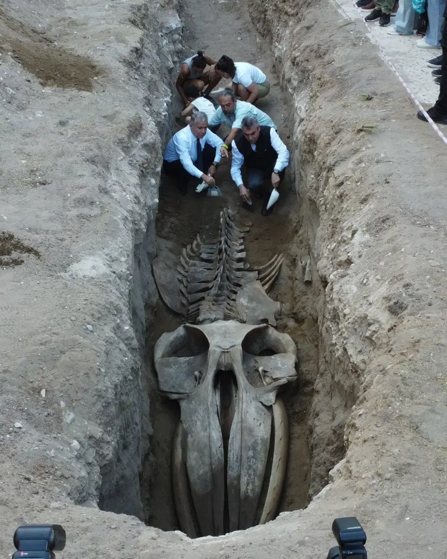 Mersin'de heyecanlandıran keşif! 16 metrelik balina ortaya çıkıyor 6 Mersin'de heyecanlandıran keşif! 16 metrelik balina ortaya çıkıyor 6