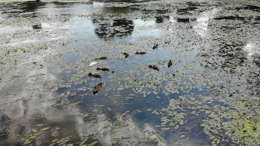 Tunca Nehri yeşile döndü 4