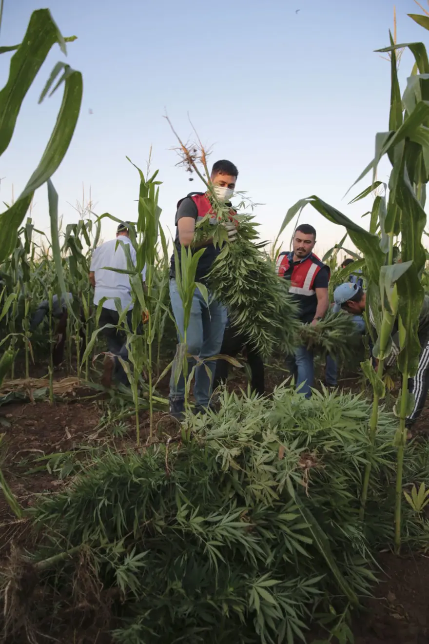 Mısır tarlasından 190 bin kök Hint keneviri ve 415 kilo esrar çıktı 5
