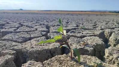 Sular çekildi, derin yarıklar oluştu: Kuraklığın izleri