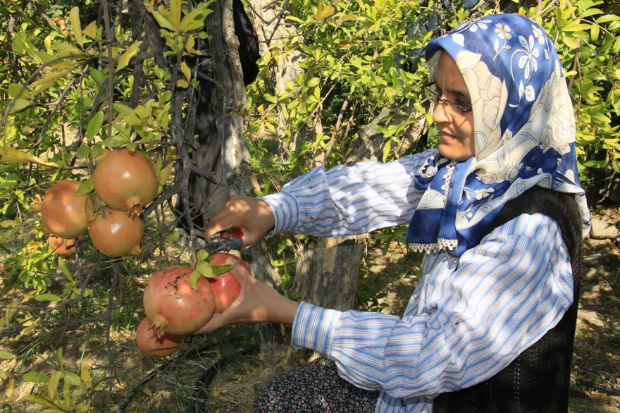 Bu narların tanesi 1,5 kilo 4 Bu narların tanesi 1,5 kilo 4