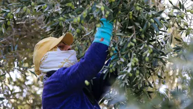 Halk arasında "yok yılı" döngüsü olarak biliniyor: Rekolte kaybı var ama kalitesi sevindirdi