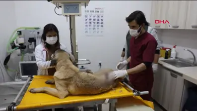 Tüfekle vurulan köpek tedaviye alındı