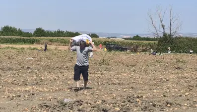 Hasattan vazgeçti, tarlasını vatandaşlara açtı