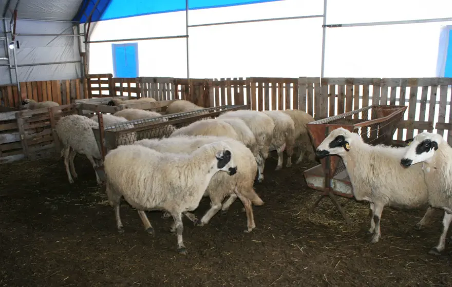 6 ay önce emekli oldu bu işe başladı: Adeta çocuk gibi bakıyor 