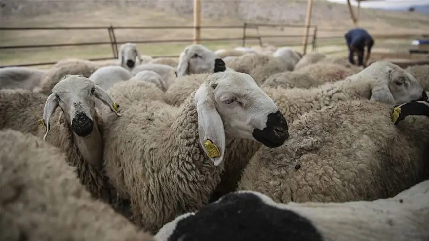 6 - Kurbanlık olarak satın alınan hayvana, daha sonra başkaları ortak edilebilir mi? 6