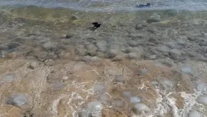 Mersin sahillerine çok sayıda ölü denizanası vurdu