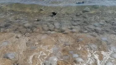 Mersin sahillerine çok sayıda ölü denizanası vurdu