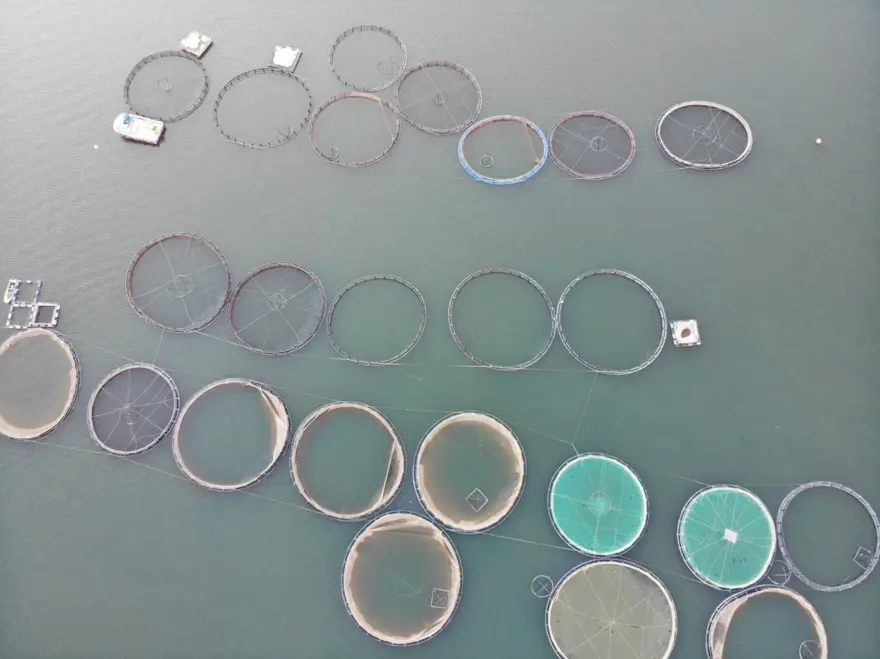 Denize kıyısı olmayan ilde 70 bin ton somon ihracatı yapıldı! Japonya, Çin ve Rusya da bizden alıyor 2