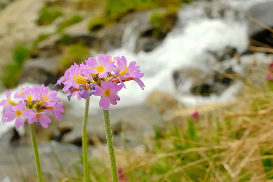 Gümüşhane'nin Artabel Gölleri'nden nefes kesen manzaralar: Osmanlı-Rus Harbi'nden kalma tarihi kalıntılar da var 5