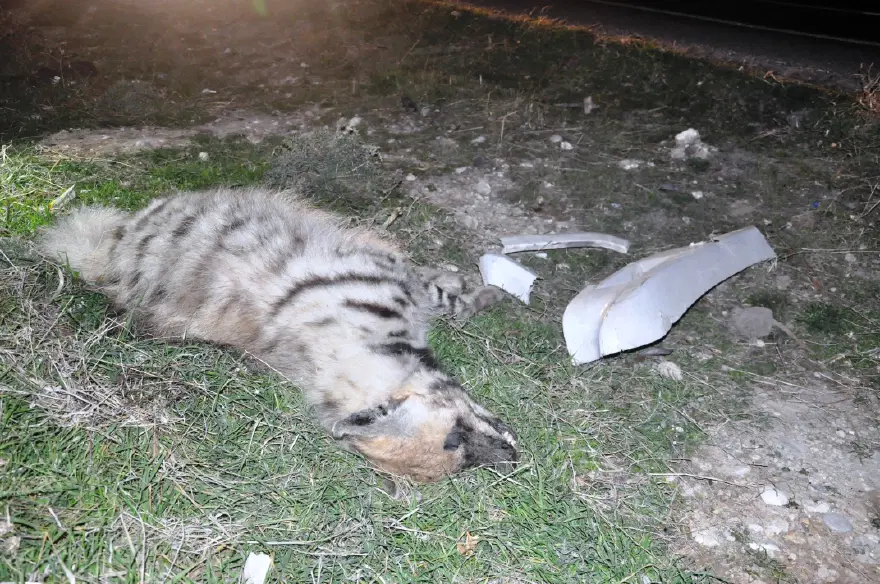 Otomobilin çarptığı çizgili sırtlan öldü Otomobilin çarptığı çizgili sırtlan öldü