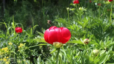 Halk arasında "İtecik Lalesi" deniliyor: Koparmanın cezası 550 bin TL