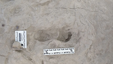 1,5 milyon yıllık izler: Rakip iki tür aynı ekosistemde nasıl yaşadı?